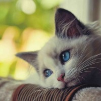 Avatar của người chơi Liễu Thùy My tại bong88wiki